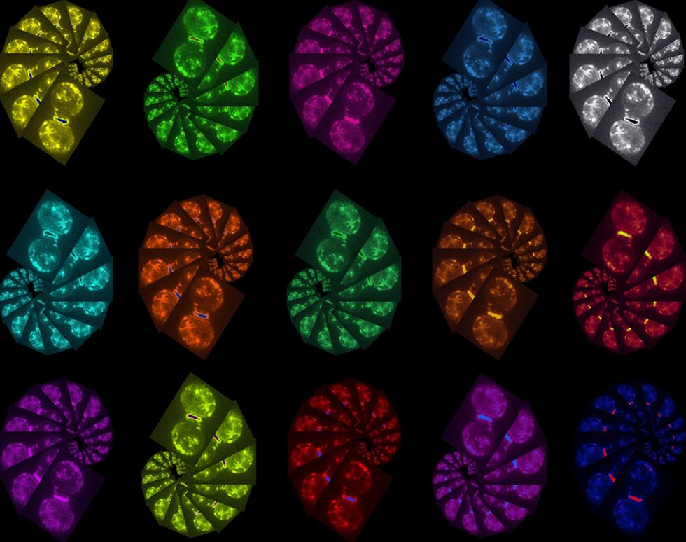 Nautilus - Sahan Wijayaweera